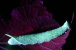 Lindenschw�rmer (Mimas tiliae) - Raupe - Raupe im UV-Licht