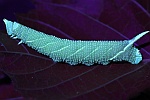 Lindenschw�rmer (Mimas tiliae) - Raupe - Raupe im UV-Licht