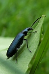 Blauer Scheinbockkfer