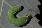 Pappelschw�rmer (Laothoe populi)
