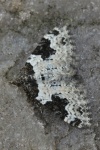 Garten-Blattspanner (Xanthorhoe fluctuata)
