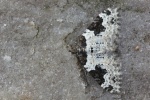 Garten-Blattspanner (Xanthorhoe fluctuata)