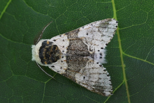 Birken-Gabelschwanz (Furcula bicuspis)