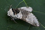 Birken-Gabelschwanz (Furcula bicuspis)