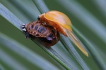 Asiatischer Marienk�fer (Harmonia axyridis)