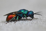 Gemeine Goldwespe (Chrysis ignita)