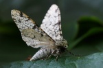 Birkenspanner (Biston betularia)