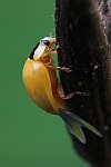 Asiatischer Marienk�fer (Harmonia axyridis) - frisch geschl�pft