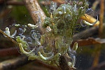 Laubfrosch (Hyla arborea)