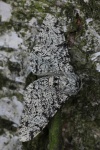 Birkenspanner (Biston betularia)