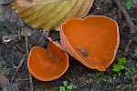 Orangebecherling (Aleuria aurantia)