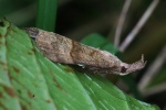 Nesselschnabeleule (Hypena proboscidalis)