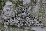 Birkenspanner (Biston betularia)