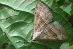 Nesselschnabeleule (Hypena proboscidalis)