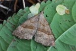 Nesselschnabeleule (Hypena proboscidalis)