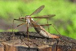 Wiesenschnake (Tipula paludosa)