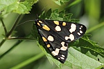 Schnbr (Callimorpha dominula)
