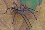 Raubspinne (Pisaura mirabilis)