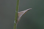Aurorafalter (Anthocharis cardamines)