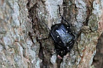 Vernderlicher Edelscharrkfer (Gnorimus variabilis)