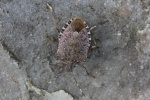 Marmorierte Baumwanze (Halyomorpha halys)