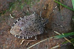 Marmorierte Baumwanze (Halyomorpha halys)