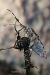 Marmorierte Baumwanze (Halyomorpha halys)