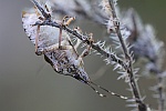 Marmorierte Baumwanze (Halyomorpha halys)