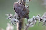 Marmorierte Baumwanze (Halyomorpha halys)
