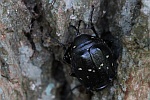 Vernderlicher Edelscharrkfer (Gnorimus variabilis)