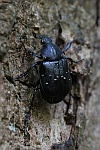 Vernderlicher Edelscharrkfer (Gnorimus variabilis)