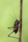 Strauchschrecke (Pholidoptera griseoaptera) - M�nnchen