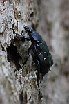 Vernderlicher Edelscharrkfer (Gnorimus variabilis)