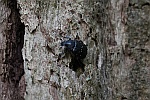 Veränderlicher Edelscharrkäfer (Gnorimus variabilis)
