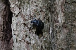 Vernderlicher Edelscharrkfer (Gnorimus variabilis)