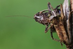 Strauchschrecke (Pholidoptera griseoaptera) - M�nnchen