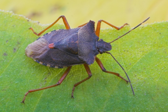 Rotbeinige Baumwanze (Pentatoma rufipes)