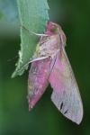 Mittlerer Weinschwrmer (Deilephila elpenor)