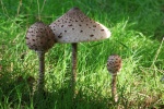Parasolpilz (Macrolepiota procera)