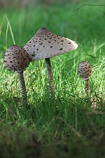 Parasolpilz (Macrolepiota procera)