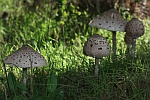 Parasolpilz (Macrolepiota procera)