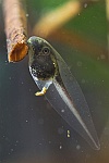 Laubfrosch (Hyla arborea)