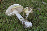 Gr�ner Knollenbl�tterpilz (Amanita phalloides)