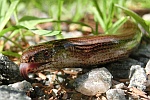 Blindschleiche (Anguis fragilis)