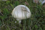Gr�ner Knollenbl�tterpilz (Amanita phalloides) - giftig