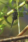Laubfrosch (Hyla arborea)