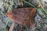 Heidelbeer-Wintereule (Conistra vaccinii)