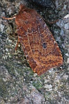 Heidelbeer-Wintereule (Conistra vaccinii)