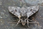 Windenschw�rmer (Agrius convolvuli)