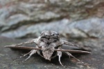 Windenschw�rmer (Agrius convolvuli)
